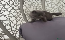 British Shorthair cats for sale: British shorthair kittens last male  - Image 3