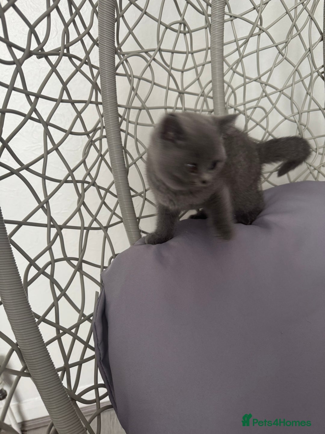 British Shorthair cats for sale: British shorthair kittens last male  - Image 3