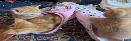 Domestic Shorthair cats for sale: 😸 Kittens 😸  - Advert 9