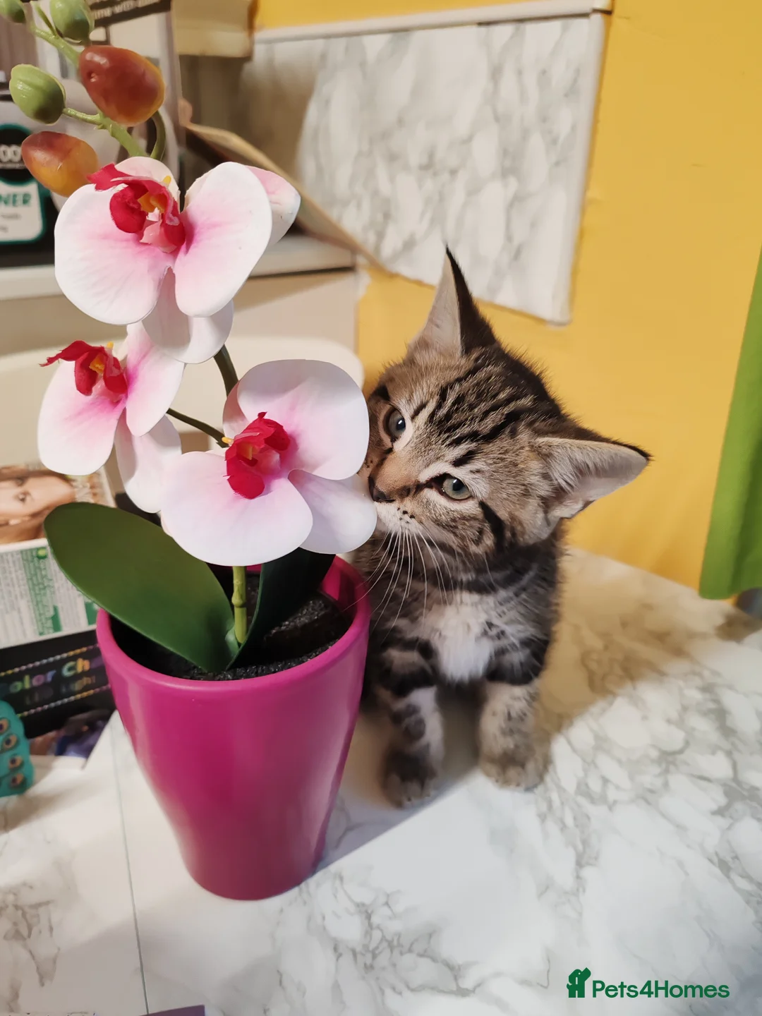 Mixed Breed cats for sale: Loving kittens are looking for a new home - Advert 13