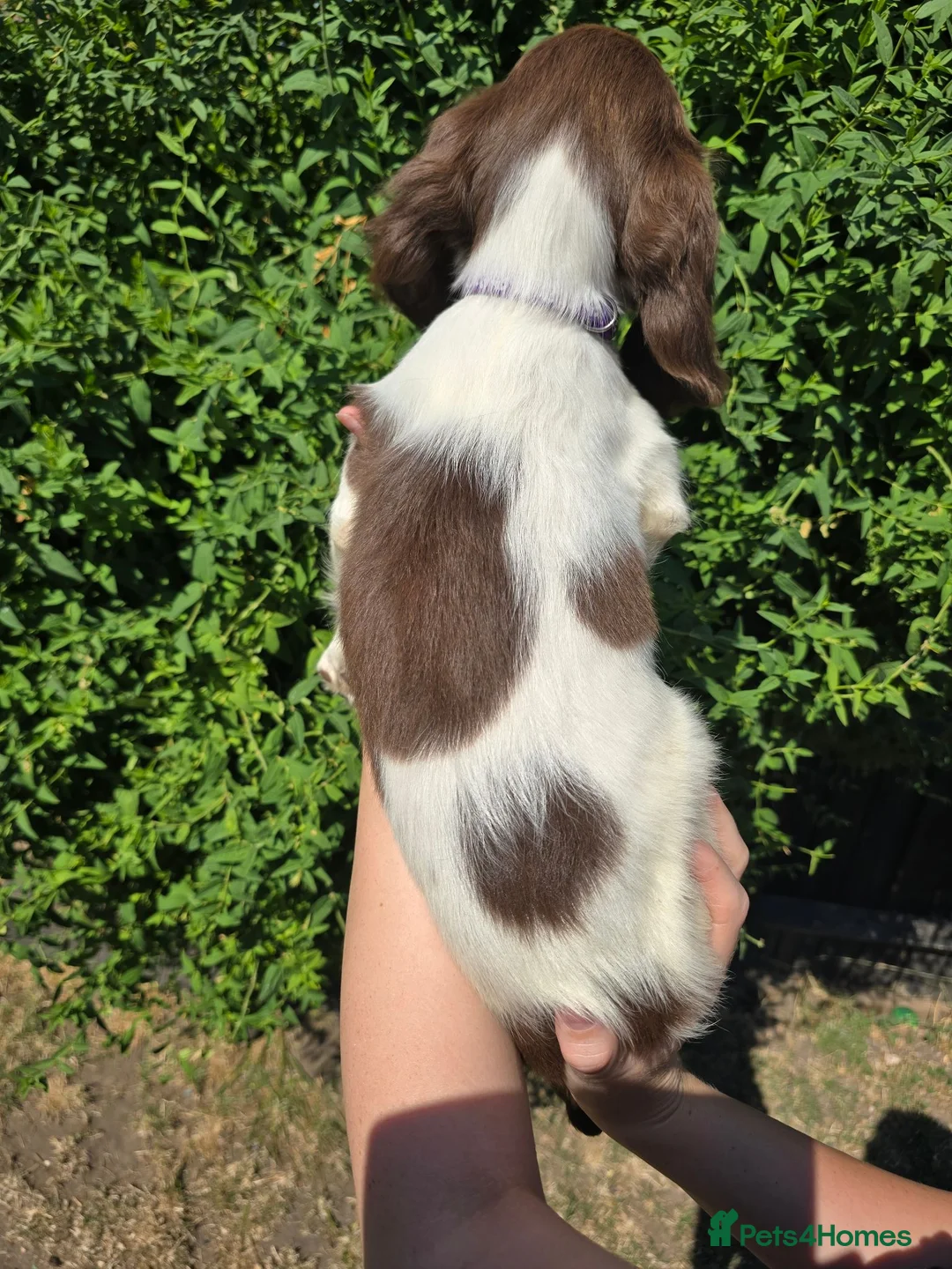 English Springer Spaniel dogs for sale: 7 Springer Spaniel Puppies ready for collection  - Advert 2