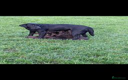 Springador dogs for sale: Stunning springador puppies  - Image 8