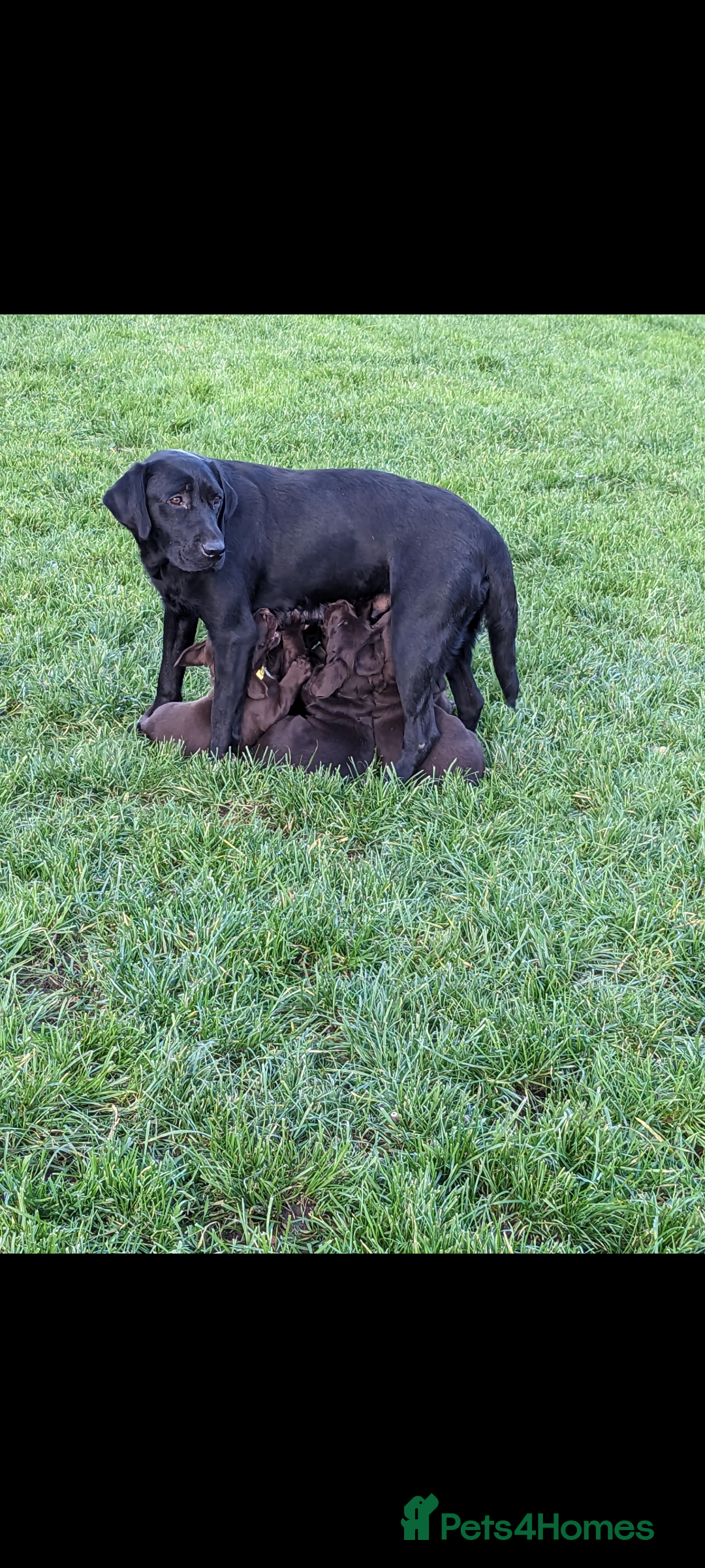 Springador dogs for sale: Stunning springador puppies  - Image 8