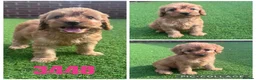 Cockapoo dogs for sale: Beautiful F1 TOY Cockapoos - Advert 6