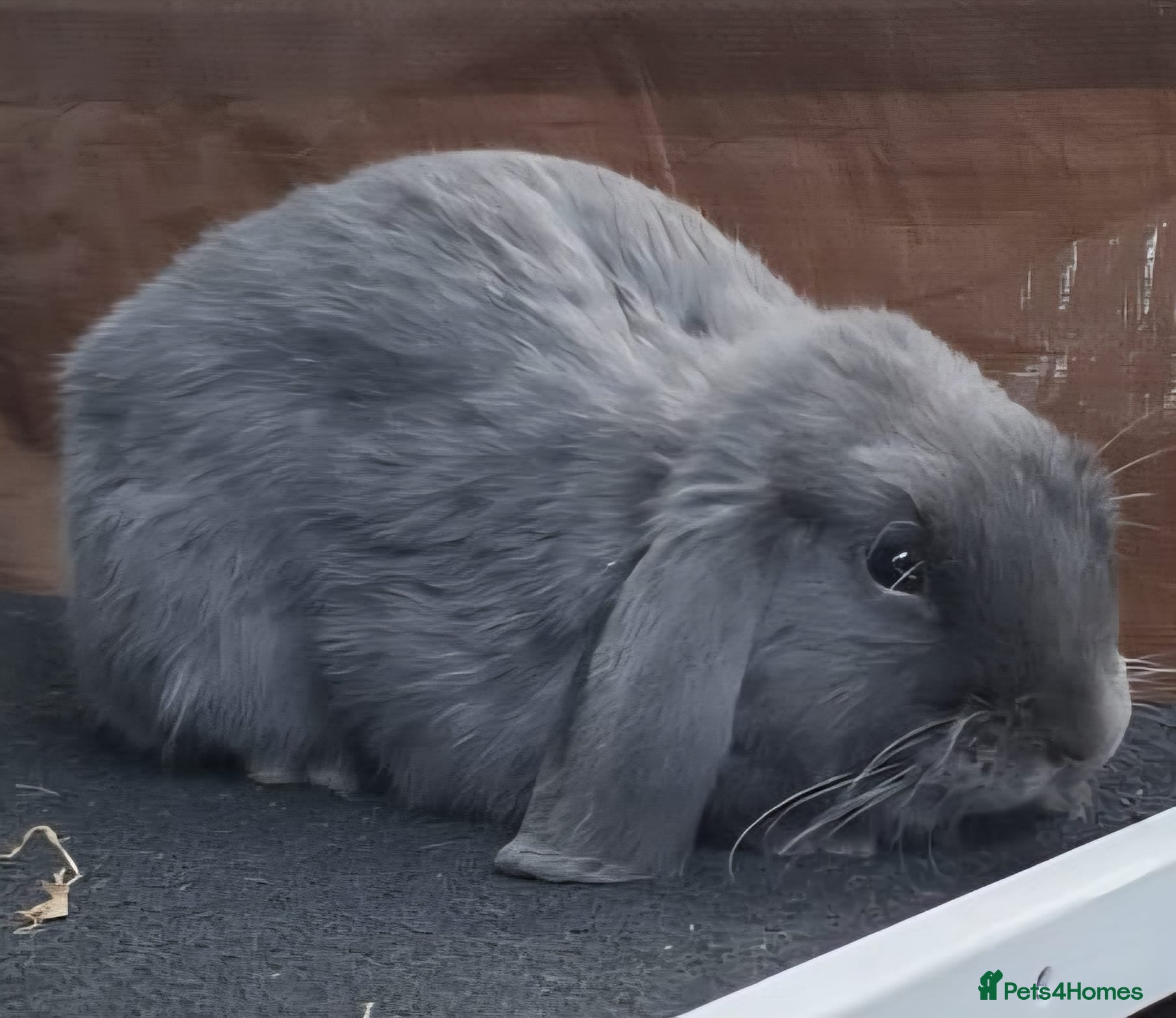 Mini Lop rabbits Grey mini lop - Advert 4