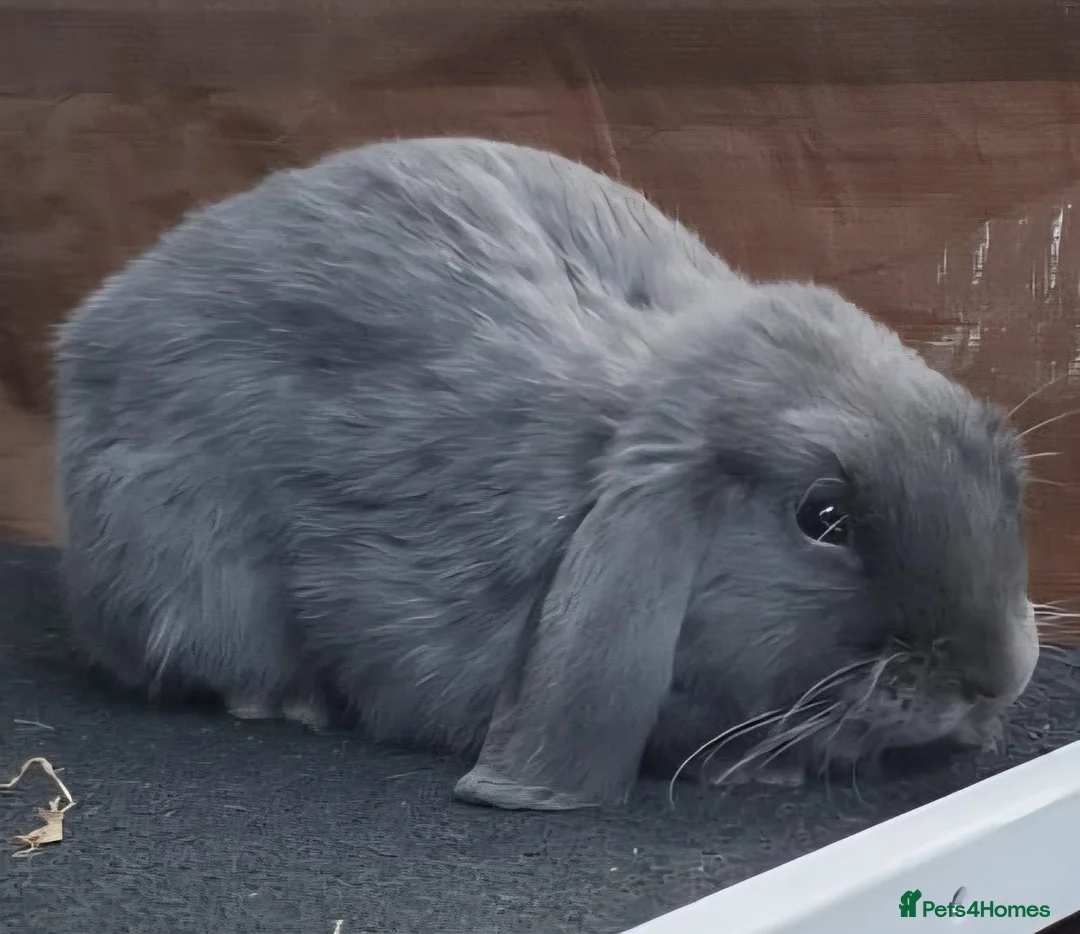 Mini Lop rabbits for sale: Grey mini lop - Advert 1
