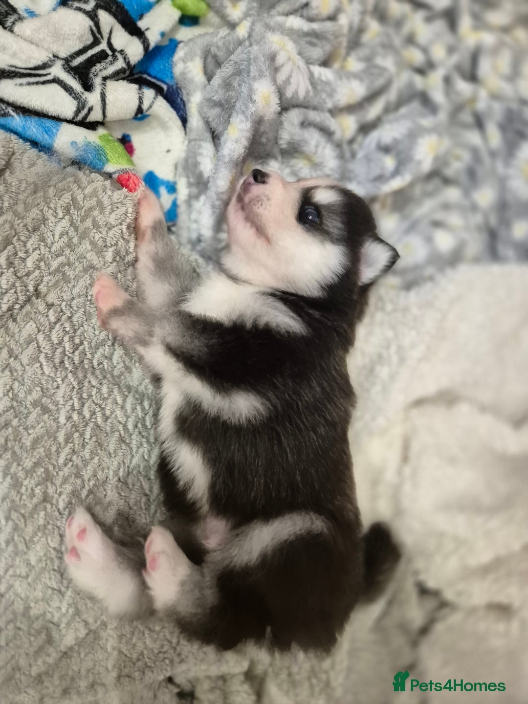 Pomsky dogs for sale: The perfect Blue eyed pomskys  - Advert 11