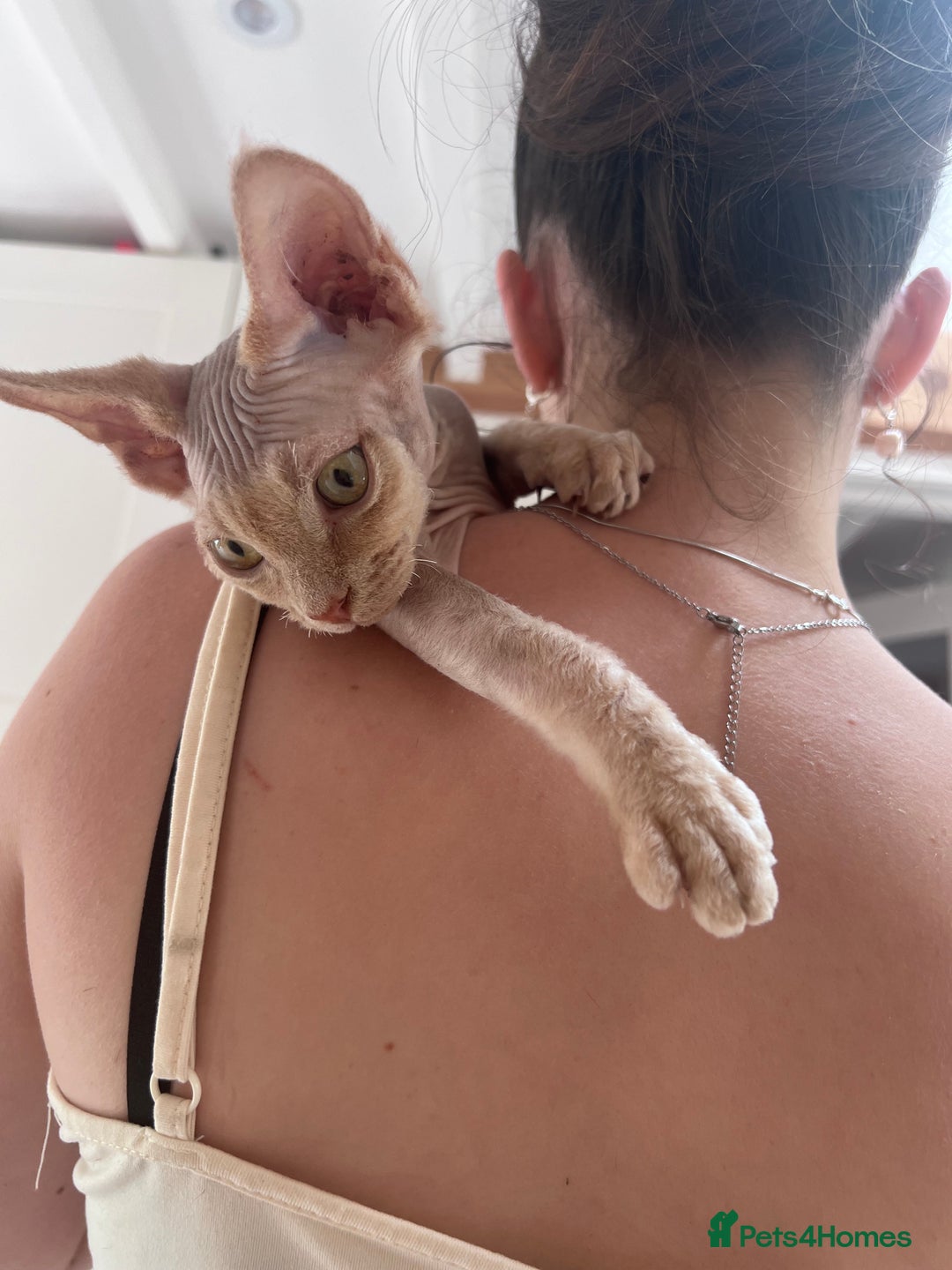Devon Rex cats for sale: Ready now GCCF outstanding Devon Rex kittens  - Image 21