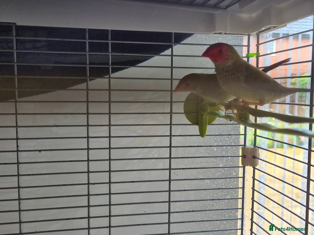 Finches birds for sale: Star /Red head finches  - Image 2