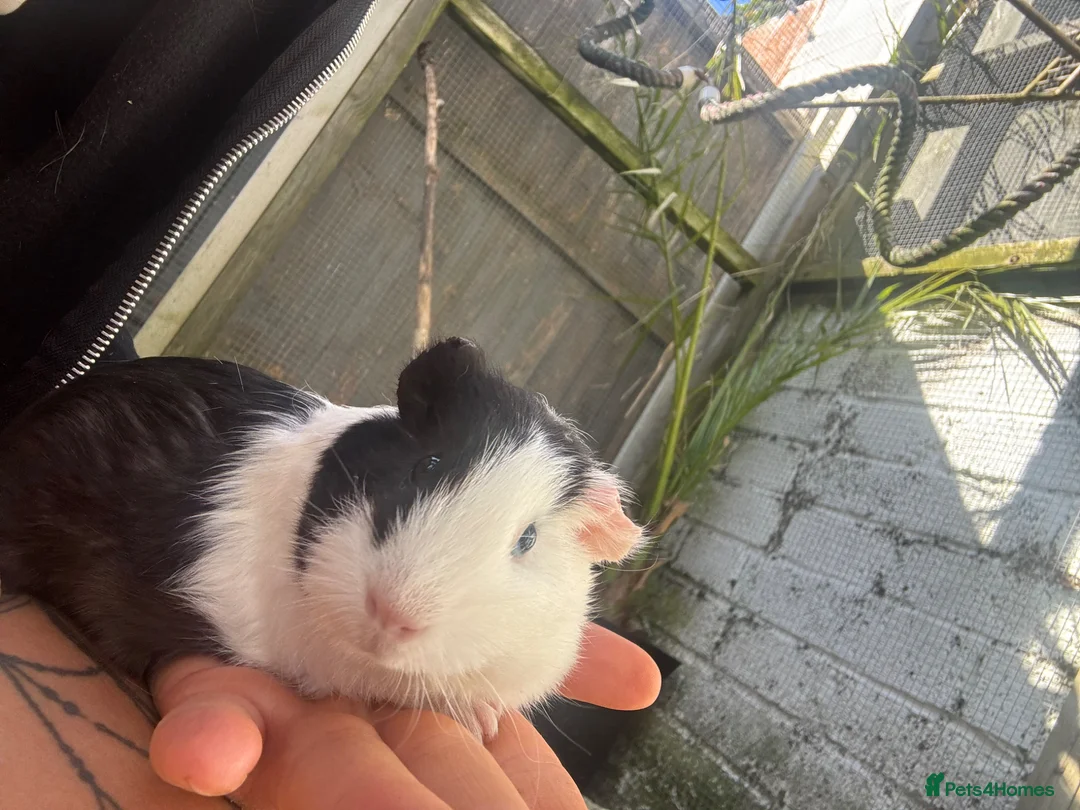Guinea Pig rodents for sale: Male baby Guinea pigs  - Advert 6