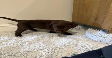 Labrador Retriever dogs - Advert 11