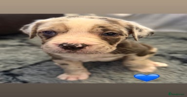 Cane Corso dogs - Advert 16