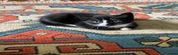 Mixed Breed cats for sale: Lovely half British shorthair half Russian blue  in Godalming - Advert 24