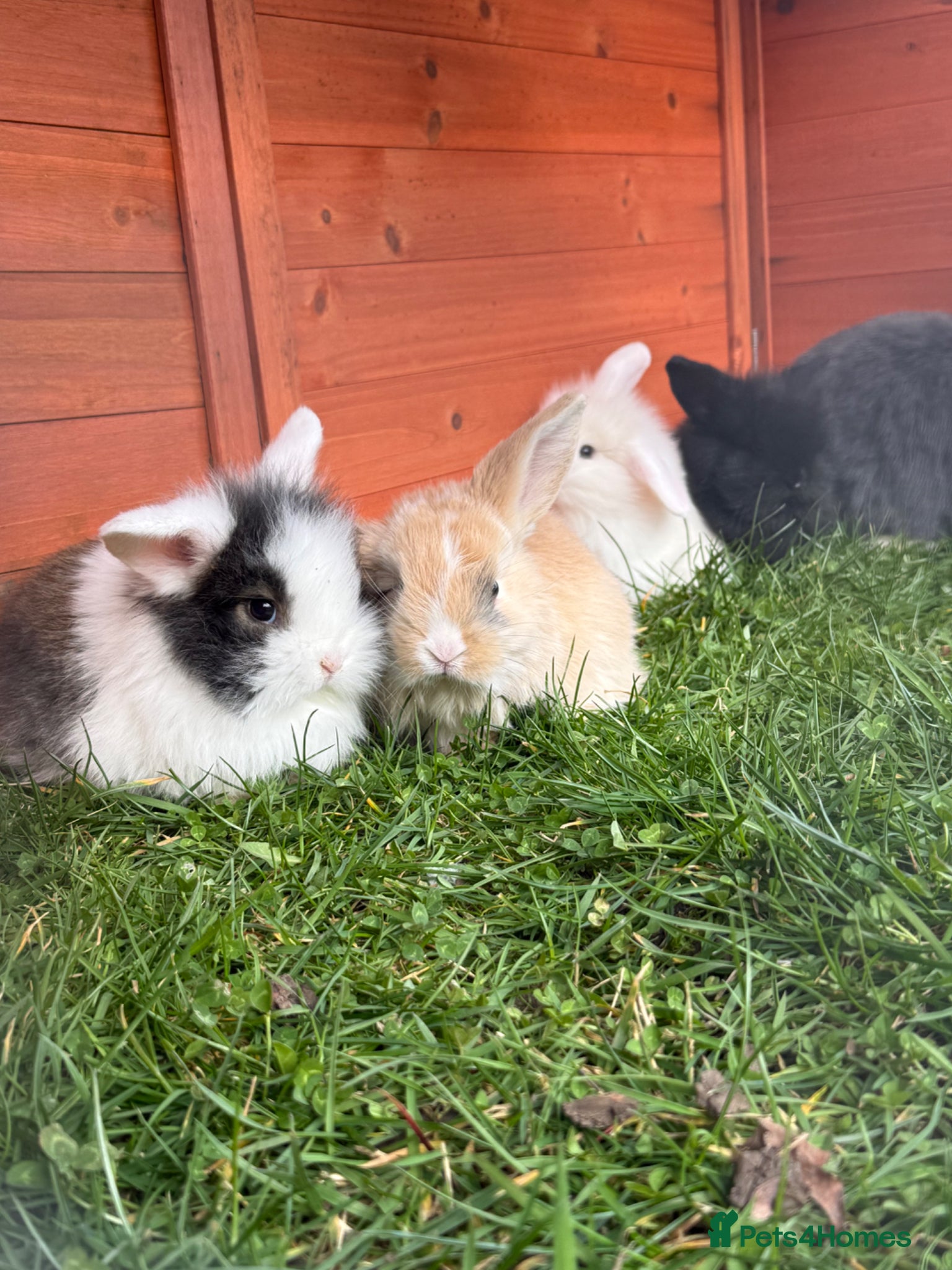 Mixed Breed rabbits Lion lop 8 week old rabbits for sale  - Advert 1