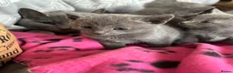 Russian Blue cats for sale: Stunning gccf registered Russian blue kittens  - Advert 8