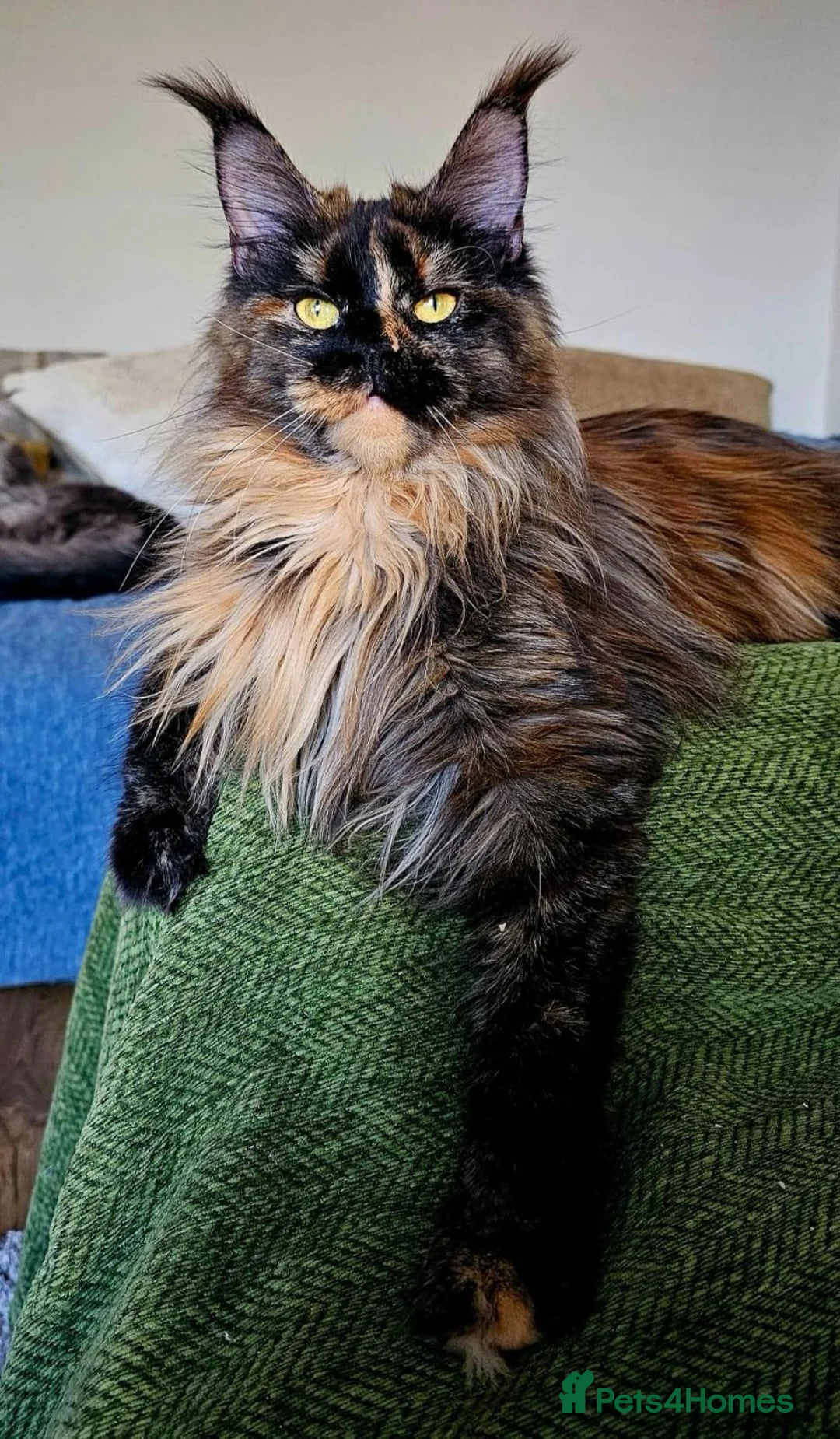 Maine Coon cats for sale: 2 beautiful Maine coon girls - Advert 12