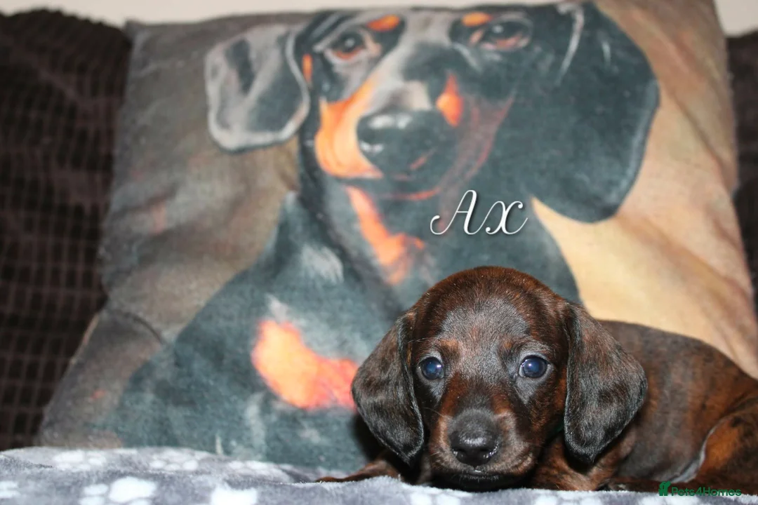 Miniature Dachshund dogs for sale: Miniature dachshund puppies  - Advert 1