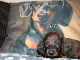 Miniature Dachshund dogs Miniature dachshund puppies - Advert 1