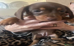 Dachshund dogs for sale: Dachshund 2 girls  - Image 4