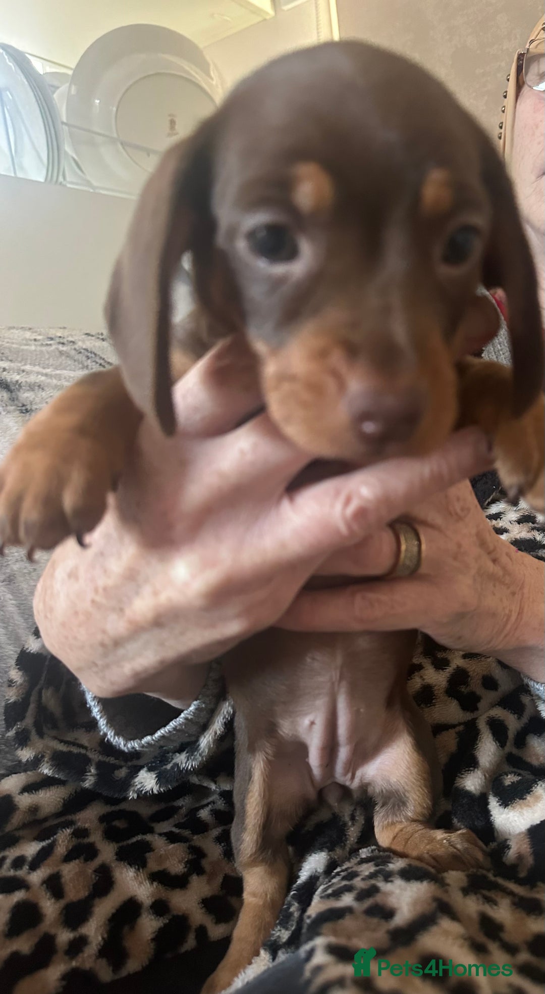 Dachshund dogs for sale: Dachshund 2 girls  - Image 4