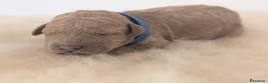 Australian Labradoodle 3