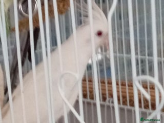 Cockatiels birds - Advert 4