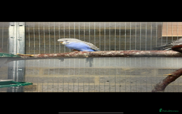 Budgerigars birds for sale: Baby budgies  - Advert 2