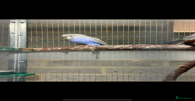 Budgerigars birds Baby budgies  - Advert 12