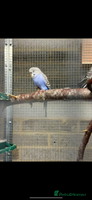 Budgerigars birds Baby budgies - Advert 9