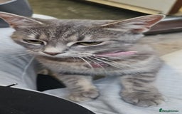 Russian Blue cats for sale: Russian blue mix  - Image 8