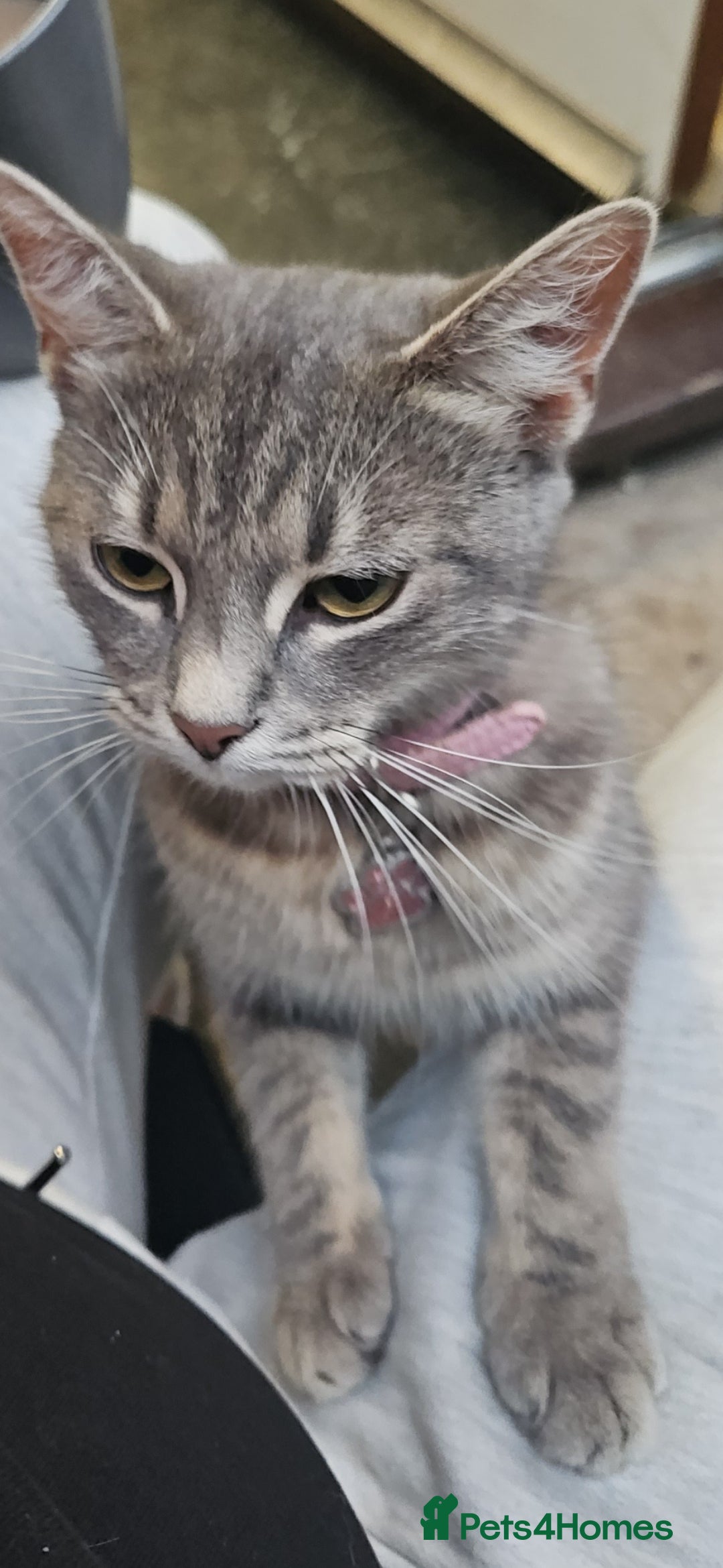 Russian Blue cats for sale: Russian blue mix  - Image 8