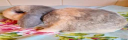 Mini Lop rabbits for sale: Pedigree Mini Lops in Tamworth - Advert 12