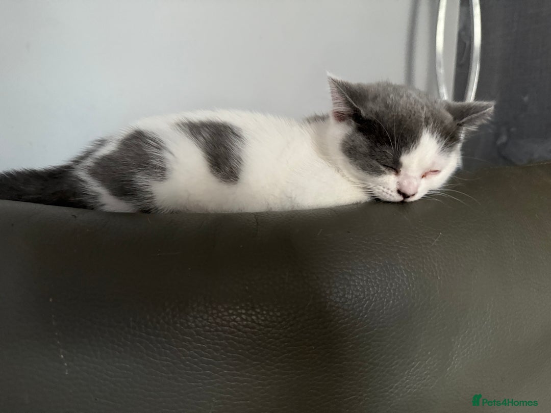 British Shorthair cats for sale: Beautiful gccf British short hair kittens  - Image 23