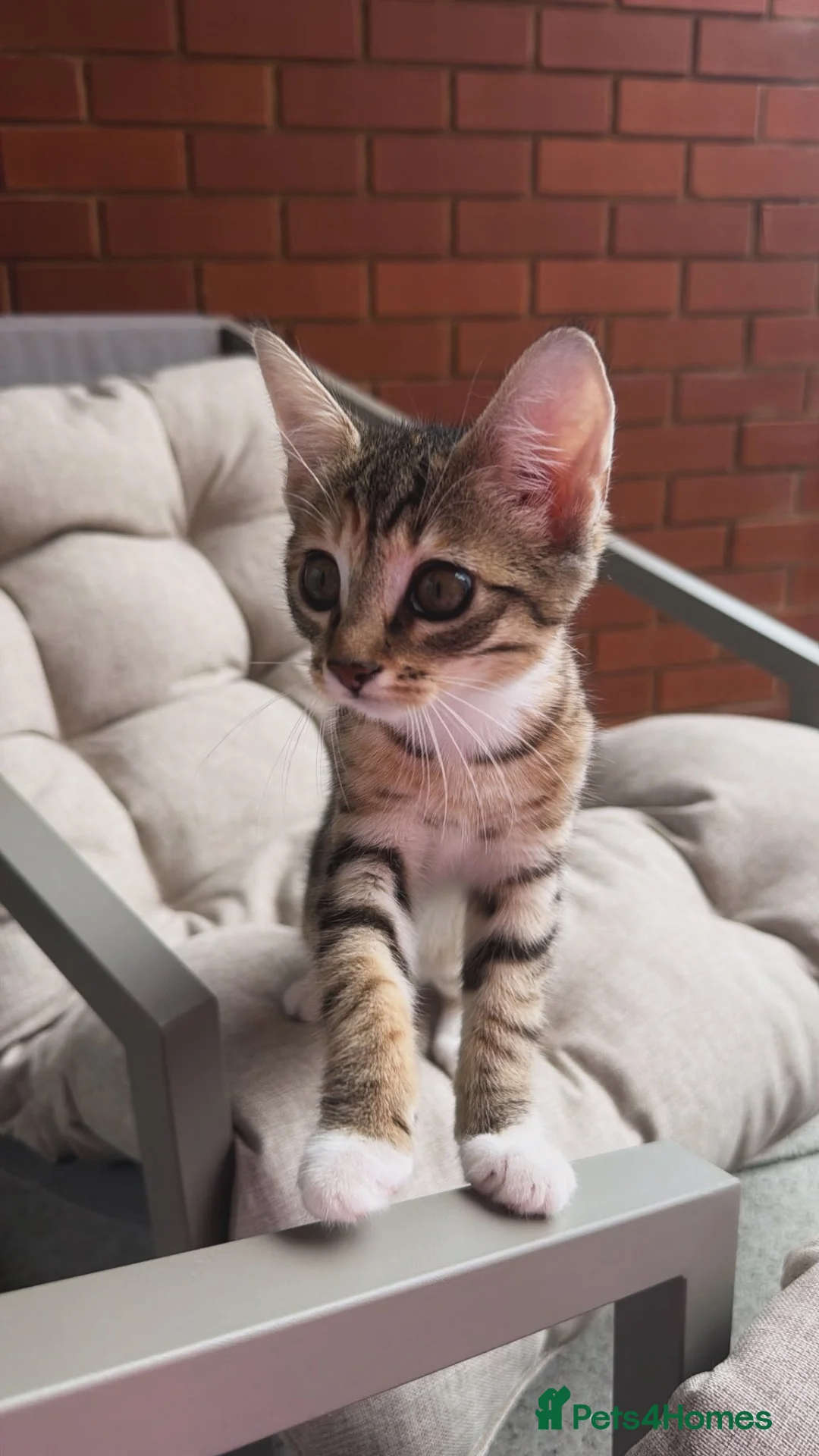Egyptian Mau cats for sale: Two Bengal/Mau Sister Kittens 🐾 £75 for Both - Advert 2