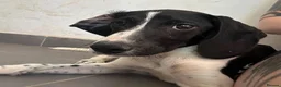 Mixed Breed dogs for adoption: Tiana (Pointer mix) in Coulsdon - Advert 22
