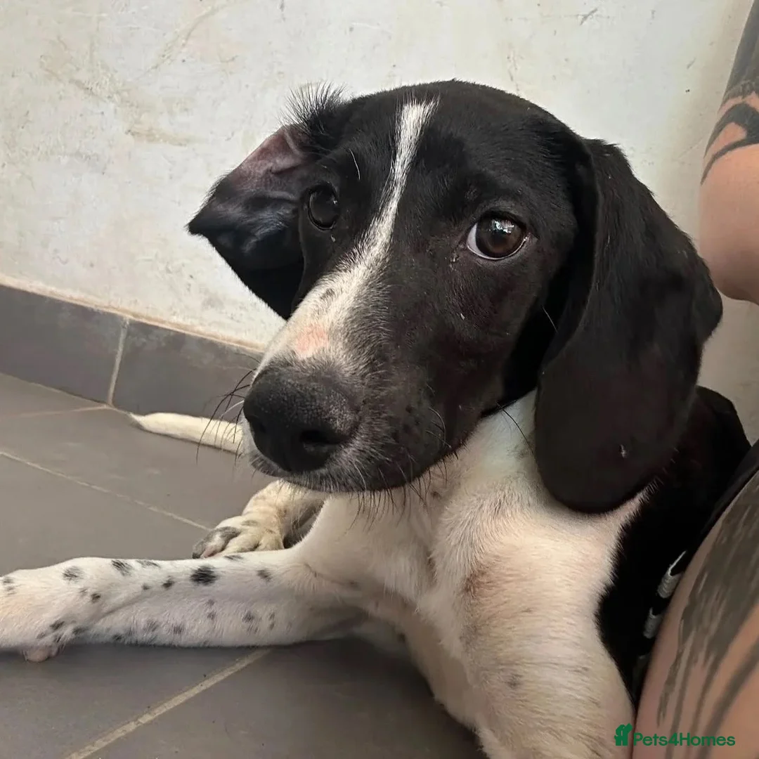 Mixed Breed dogs for adoption: Tiana (Pointer mix) in Coulsdon - Advert 22