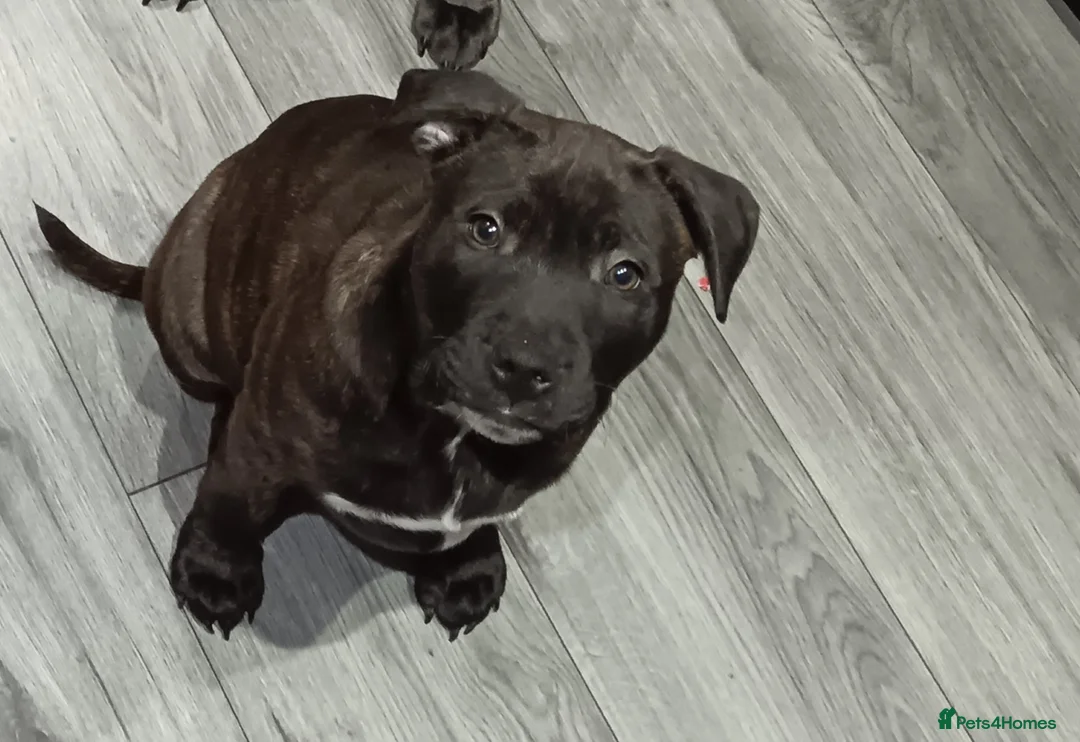 Staffordshire Bull Terrier dogs for sale: Staffordshire bull terrier  - Advert 1