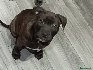 Staffordshire Bull Terrier dogs Staffordshire bull terrier - Advert 1