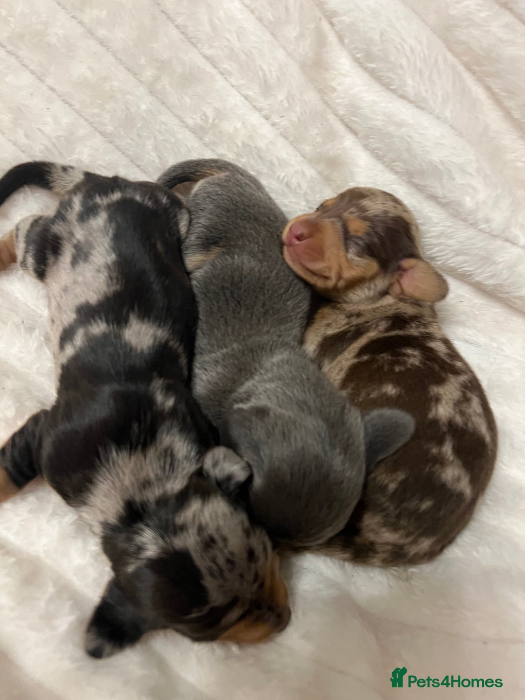 Miniature Dachshund dogs for sale: Miniature dachshund  - Advert 14