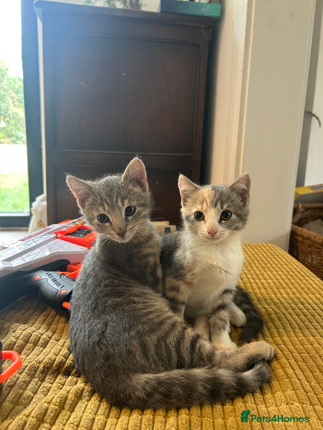Domestic Shorthair cats for sale: Beautifully bonded brother & sister to go together - Image 4