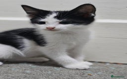 Domestic Shorthair cats for sale: Beautiful Kittens ready now in Chelmsford - Image 15