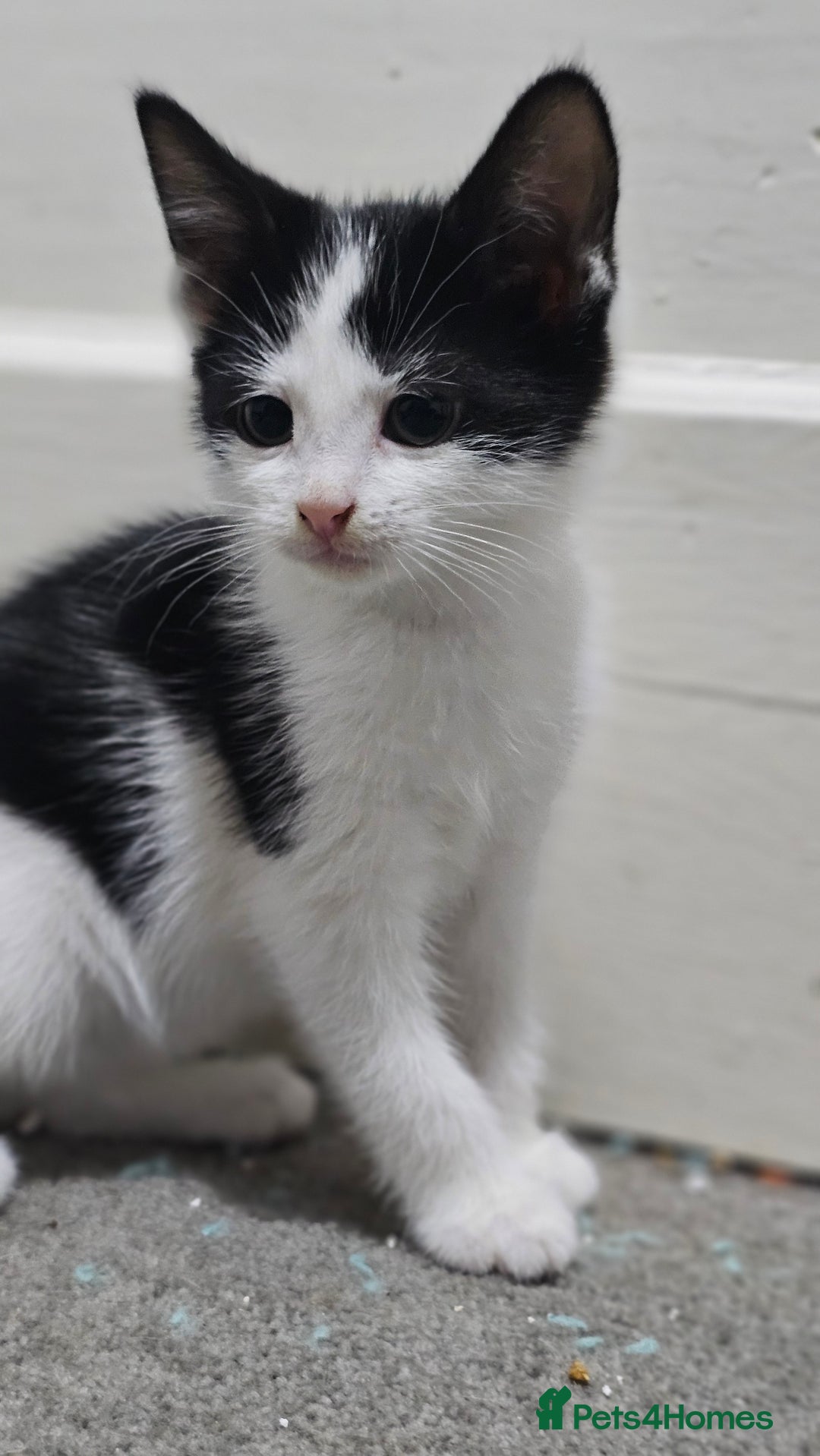 Domestic Shorthair cats for sale: Beautiful Kittens ready now in Chelmsford - Image 15