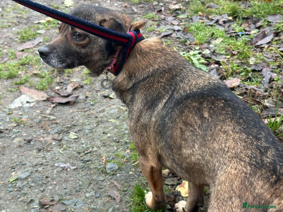 Mixed Breed dogs for adoption: Lindy - Norwich Norfolk  - Advert 13