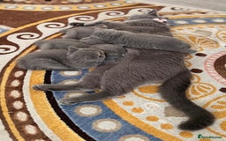 British Longhair cats for sale: British long hair - Image 5