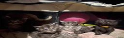 Maine Coon cats for sale: Pure Maine coon kittens  - Advert 7