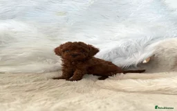 Toy Poodle dogs for sale: Beautiful mini Toy Poodle Puppies - Image 5