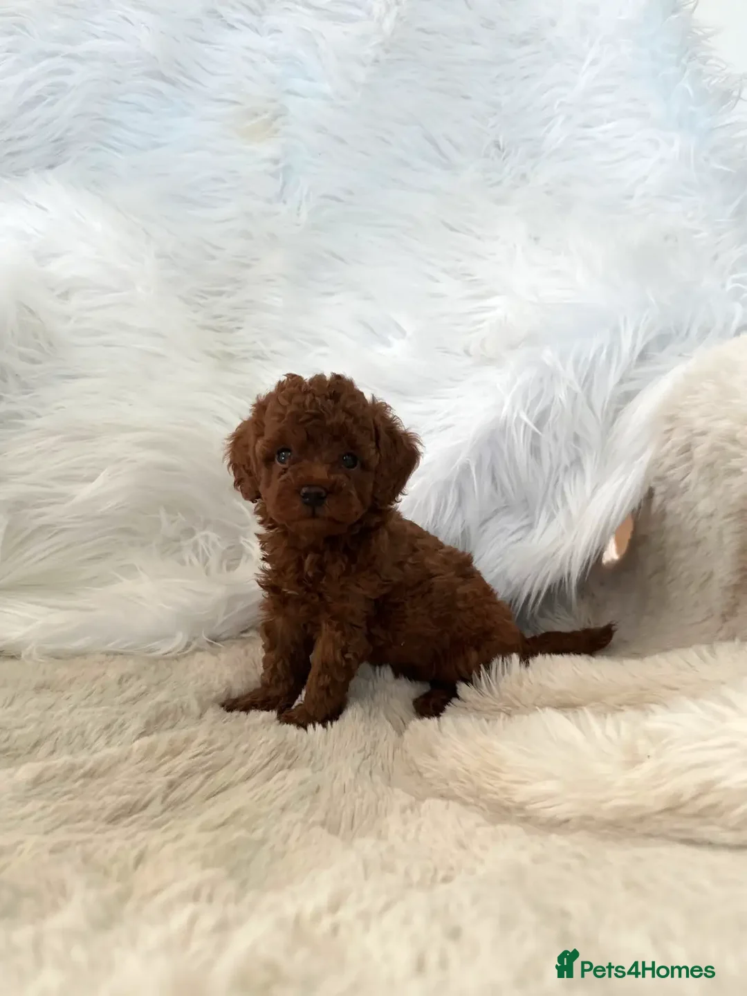 Toy Poodle dogs for sale: Beautiful mini Toy Poodle Puppies - Image 5