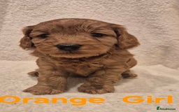 Cockapoo dogs for sale: Cockapoo Puppies!DNA tested parents! - Advert 4