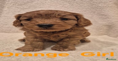 Cockapoo dogs Cockapoo Puppies!DNA tested parents! - Advert 10