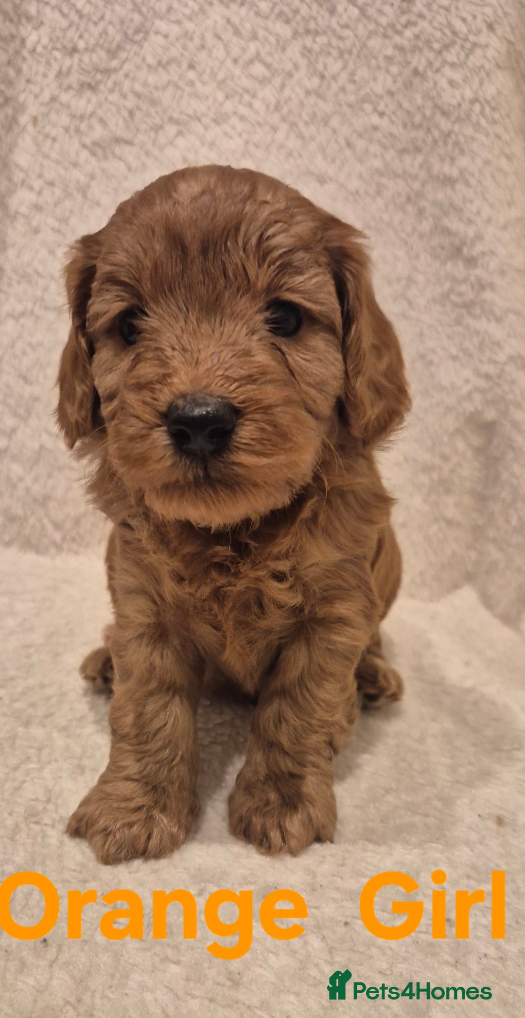 Cockapoo dogs for sale: Cockapoo Puppies!DNA tested parents! - Advert 4